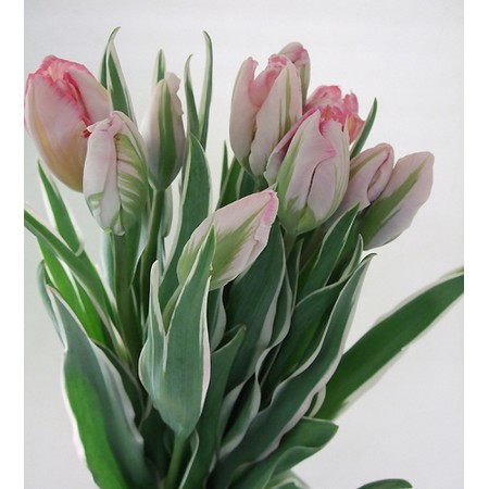 生花 ボリューム割引 チューリップ エルセンバーグ ピンク パロット咲き 斑入り葉 通販 はなどんやアソシエ