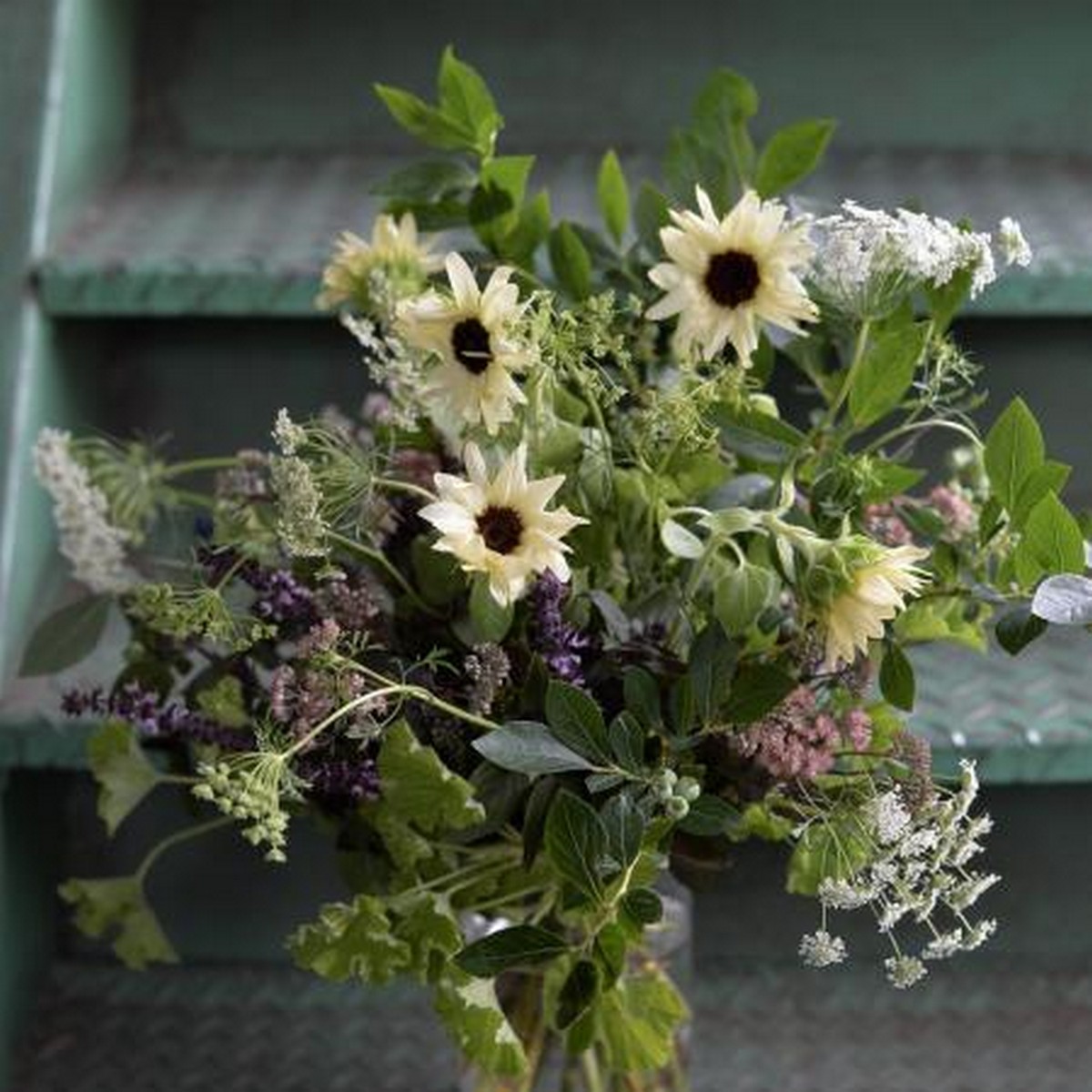 生花 季節のフラワーセット 白いヒマワリにハーブを加えてナチュラルなセット 通販 はなどんやアソシエ 生花 季節のフラワーセット 白いヒマワリにハーブを加えてナチュラルなセット 通販 はなどんやアソシエ