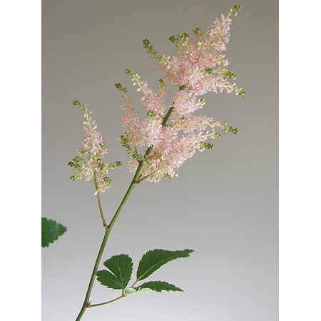 直前 Fj アスチルベ ライトピンク 染なし 通販 はなどんやアソシエ