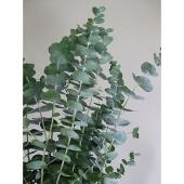 ※販売終了※【ITA30】国産丸葉ユーカリ　銀世界（新芽）30ｃｍ程度
