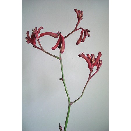 トモフラ【直前】カンガルーポー(赤)※茶色っぽい赤です - 花材通販は