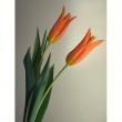 【08直前!】チューリップ　バレリーナMサイズ(オレンジ)【生花】