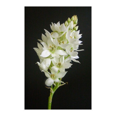 直前 オーニソガラム ジューンブライド 通販 はなどんやアソシエ