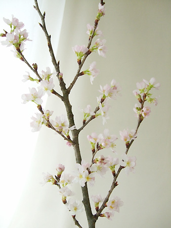 直前】啓翁桜〔小束2-3本入り〕【生花】 - 花材通販はなどんやアソシエ
