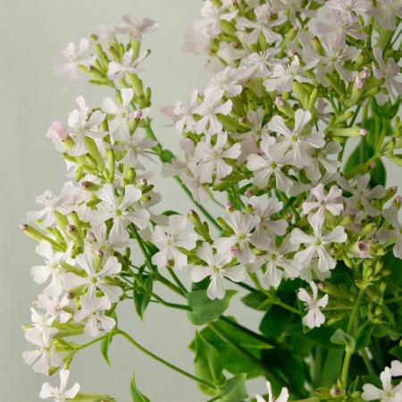 直前】シレネ サクラコマチ:40cm程度 - 花材通販はなどんやアソシエ