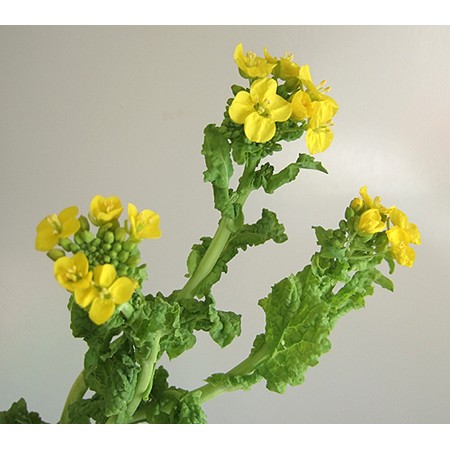菜の花 景観用種子】アブラナ 菜の花｜セイヨウアブラナ（農林20号油菜