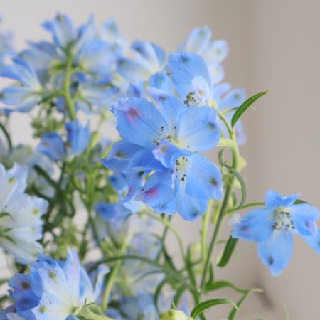 生花】デルフィニューム プラチナブルー (シングルタイプ50cm)豊橋