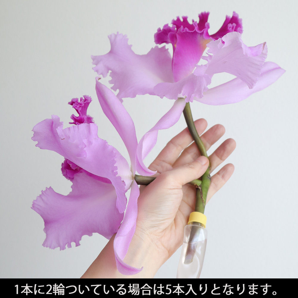 直前!】カトレア(白リップ黄)つまみ Lサイズ - 花材通販はなどんやアソシエ
