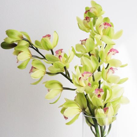 【直前】Mサイズ　中小輪シンビジューム(グリーン系)　クールコールなど