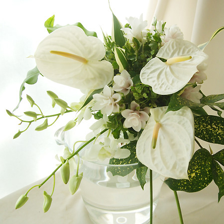 生花 デンファレ 白 輸入 通販 はなどんやアソシエ 生花 デンファレ 白 輸入 通販 はなどんやアソシエ