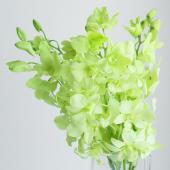 生花】デンファレ(グリーン)染め - 花材通販はなどんやアソシエ