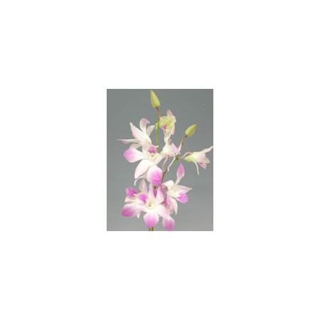 【生花】デンファレ　ジュリア(極薄ピンク)