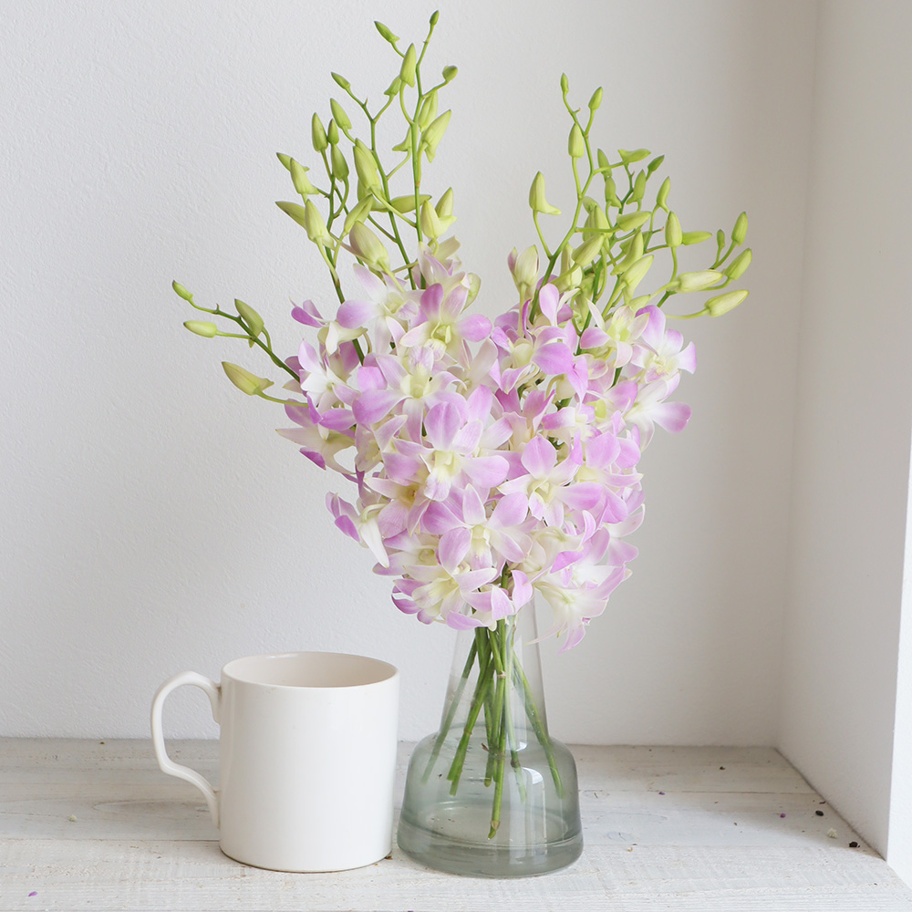 生花 デンファレ 淡いピンク 通販 はなどんやアソシエ 生花 デンファレ 淡いピンク 通販 はなどんやアソシエ