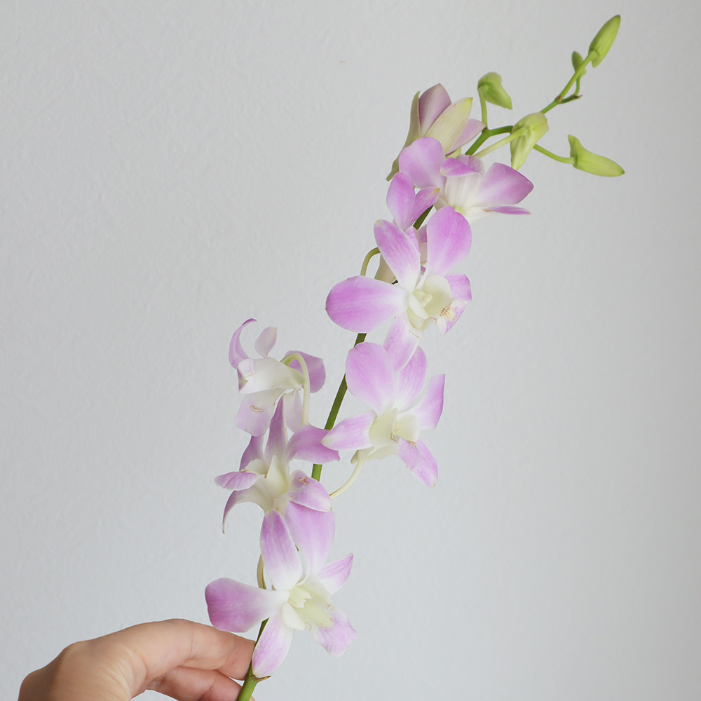 直前 デンファレ 淡いピンク 生花 通販 はなどんやアソシエ 直前 デンファレ 淡いピンク 生花 通販 はなどんやアソシエ