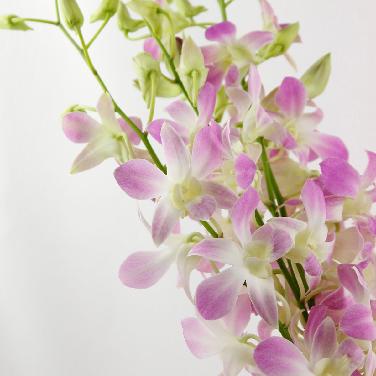 生花 デンファレ 淡いピンク 通販 はなどんやアソシエ 生花 デンファレ 淡いピンク 通販 はなどんやアソシエ