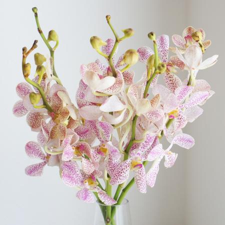 生花 モカラ クリスティンホワイト 白 ピンクドット 通販 はなどんやアソシエ 生花 モカラ クリスティンホワイト 白 ピンクドット 通販 はなどんやアソシエ