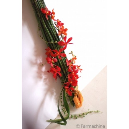 直前 モカラ ルビー 赤 朱色 生花 通販 はなどんやアソシエ 直前 モカラ ルビー 赤 朱色 生花 通販 はなどんやアソシエ