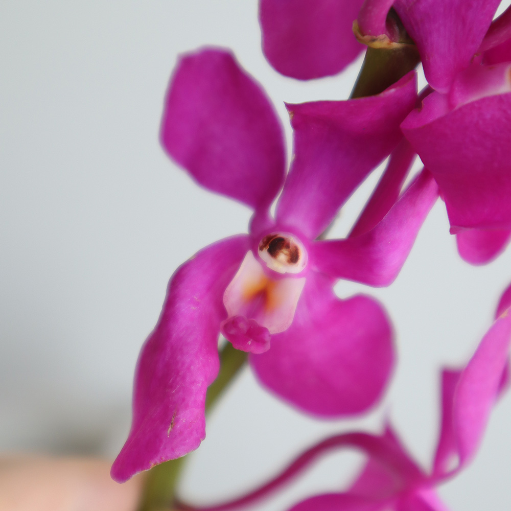 生花 モカラ カリプソ 濃いピンク 通販 はなどんやアソシエ 生花 モカラ カリプソ 濃いピンク 通販 はなどんやアソシエ
