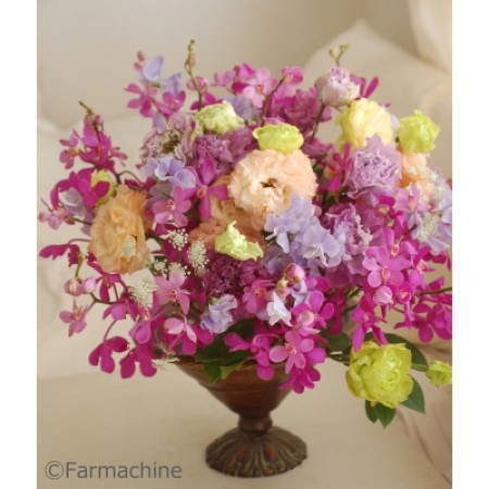 生花 モカラ カリプソ 濃いピンク 通販 はなどんやアソシエ 生花 モカラ カリプソ 濃いピンク 通販 はなどんやアソシエ