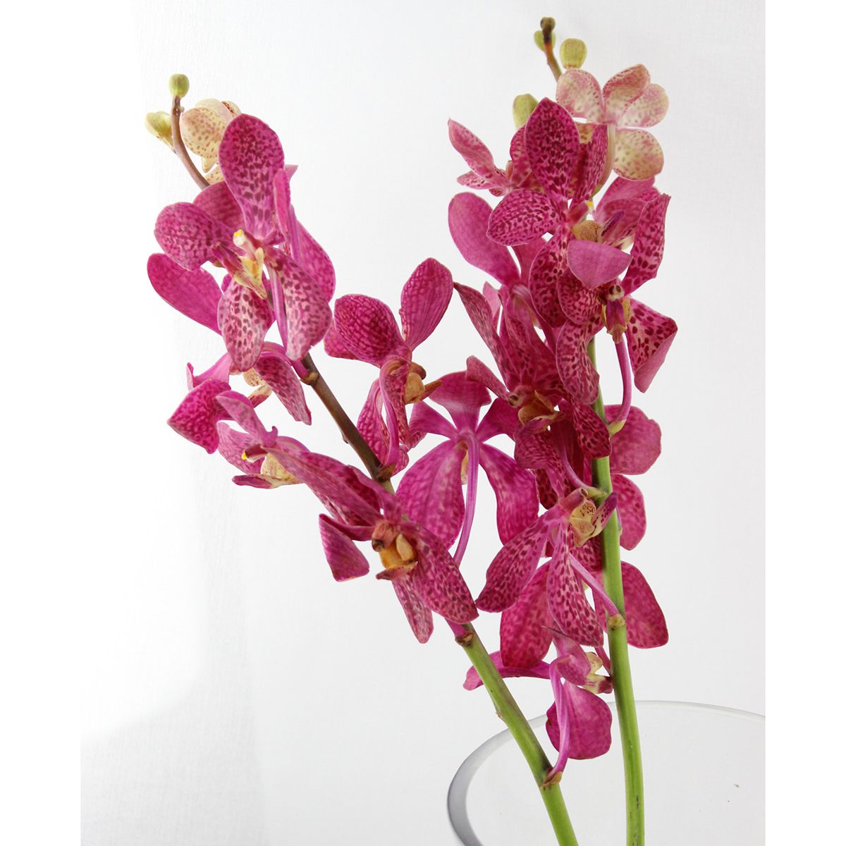 直前】モカラ ロビン(エンジ系ピンク)【生花】 - 花材通販はなどんや