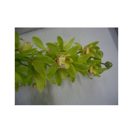 観葉植物　シンピジューム　グリーンサワー 生花】シンビジウム グリーンサワー【黄緑/60cm/徳島県】｜Flower