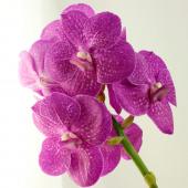 特大 バンダ jonior scott pink 洋ラン 蘭 ピンク 特大 バンダ jonior scott pink 洋ラン 蘭 ピンク