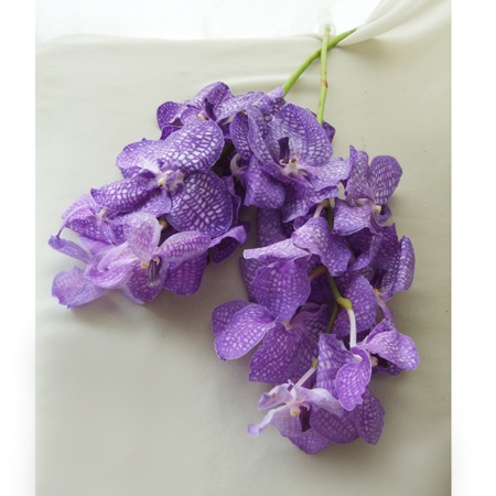 【特注】バンダ[薄いブルー指定]:ソムスリブルークラシックチョム、サンサイブルー等