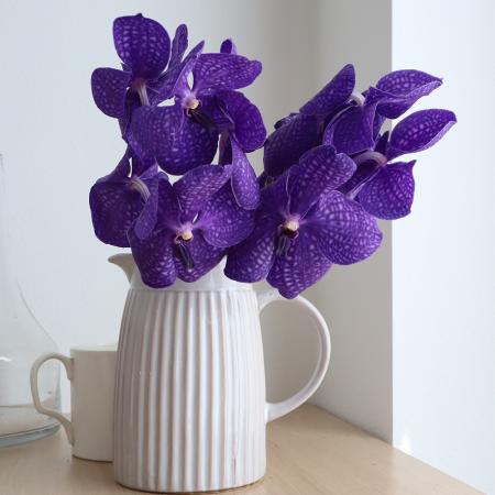 超ロング 洋ラン バンダ ミカワ ブルーオーシャン 蘭 【生花】国産