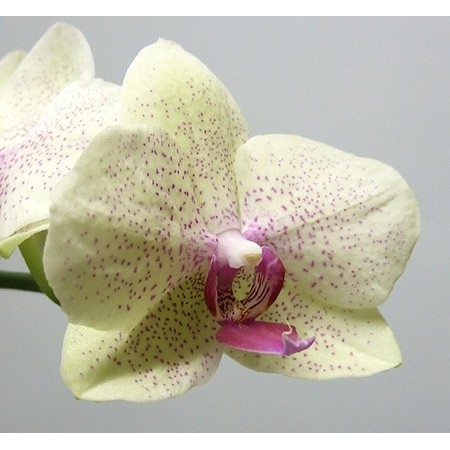 生花 日野洋蘭園さんの切り花胡蝶蘭 白 P 黄mix 5輪付き6本入り 通販 はなどんやアソシエ 生花 日野洋蘭園さんの切り花胡蝶蘭 白 P 黄mix 5輪付き6本入り 通販 はなどんやアソシエ