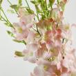【生花】デンファレ(アプリコット)　※入荷少【早締切-74】