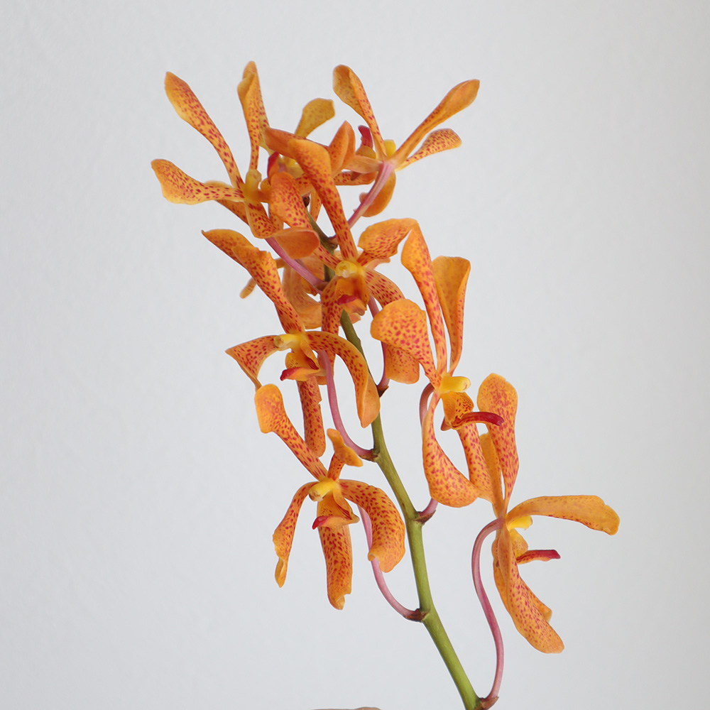生花 モカラ タンガリン オレンジ 細弁 通販 はなどんやアソシエ 生花 モカラ タンガリン オレンジ 細弁 通販 はなどんやアソシエ