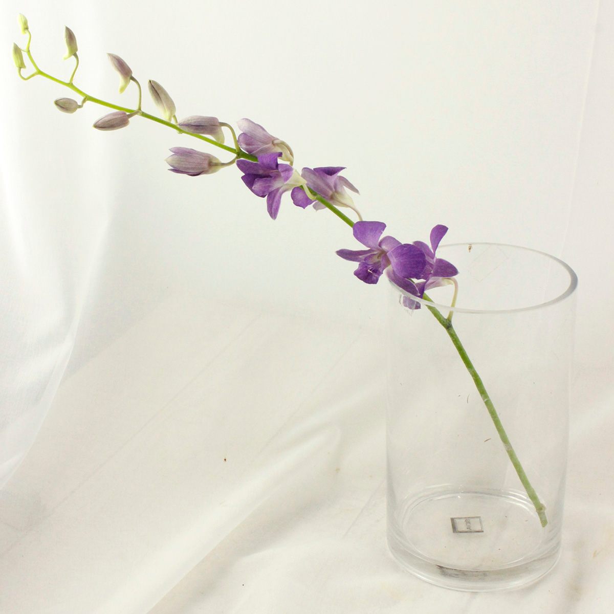 生花 デンファレ バンコクブルーm 入荷少 通販 はなどんやアソシエ 生花 デンファレ バンコクブルーm 入荷少 通販 はなどんやアソシエ