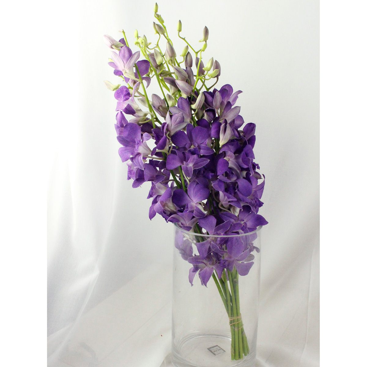 男女兼用 デンファレ Old Enactus Kg 男女兼用 デンファレ Old Enactus Kg