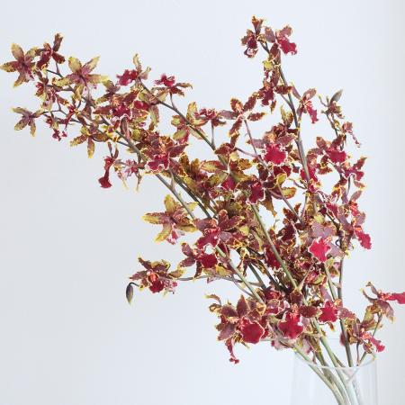 【08直前】【生花】オンシジューム　ワイルドキャット　50cm程度　JAしみず