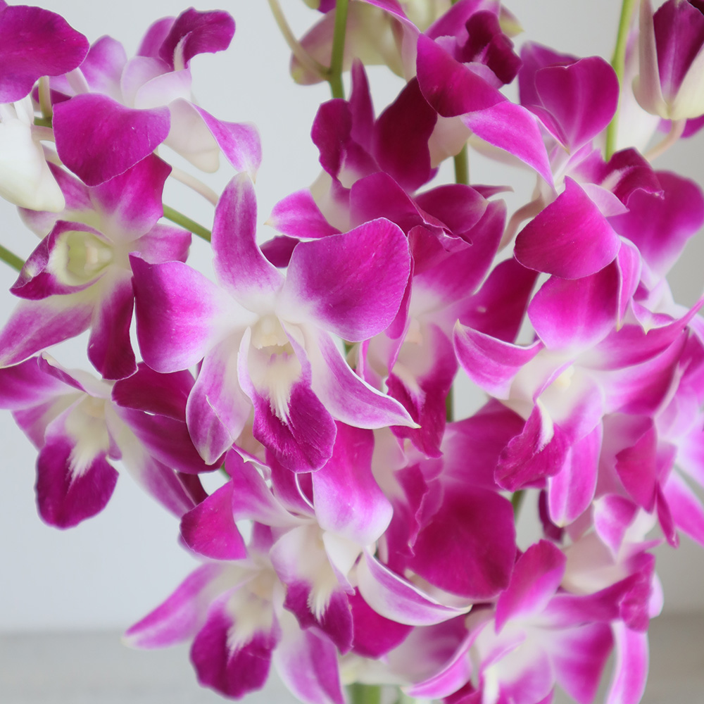 生花 デンファレ ソニア 濃いピンク 通販 はなどんやアソシエ 生花 デンファレ ソニア 濃いピンク 通販 はなどんやアソシエ