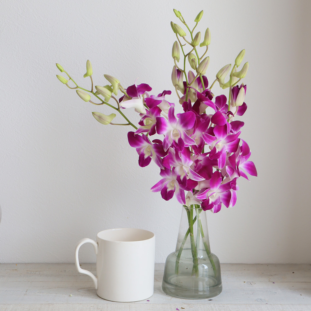 生花 デンファレ ソニア 濃いピンク 通販 はなどんやアソシエ 生花 デンファレ ソニア 濃いピンク 通販 はなどんやアソシエ