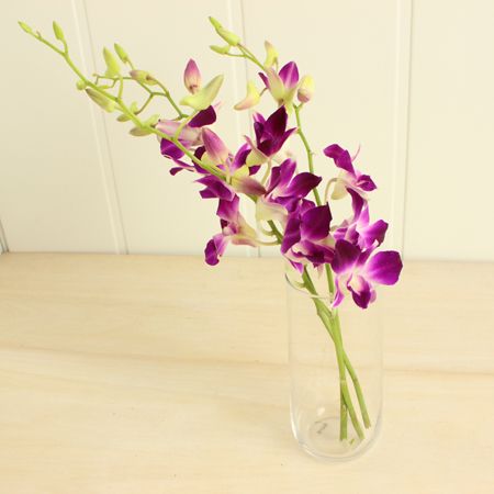 直前 デンファレ ソニア 濃いピンク 生花 通販 はなどんやアソシエ 直前 デンファレ ソニア 濃いピンク 生花 通販 はなどんやアソシエ