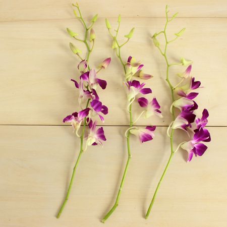 直前 デンファレ ソニア 濃いピンク 生花 通販 はなどんやアソシエ 直前 デンファレ ソニア 濃いピンク 生花 通販 はなどんやアソシエ