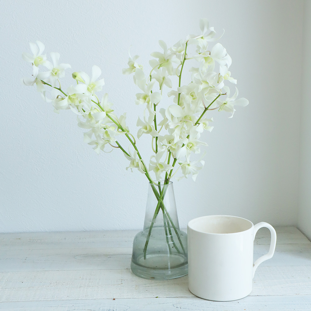 08直前 国産デンファレ 白 ジャックハワイなど Mサイズ 生花 通販 はなどんやアソシエ 08直前 国産デンファレ 白 ジャックハワイなど Mサイズ 生花 通販 はなどんやアソシエ