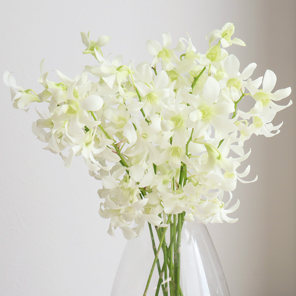 白地に蘭の花❤️可憐で清楚❤️透明感が抜群に可愛い振袖✨袋帯との2点セット myh－39】白 水色牡丹(No.2614) /BLANCHE弘前店 (ヒロロ） | My袴