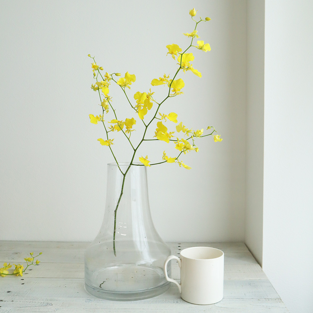 生花 オンシジューム ハニーエンジェル 2l 通販 はなどんやアソシエ 生花 オンシジューム ハニーエンジェル 2l 通販 はなどんやアソシエ