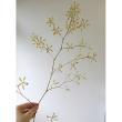 【生花】オンシジューム　エンシクリア (黄～緑系)ピーターなど　50センチ-　大井川農協【FJ】