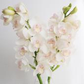 08直前】シンビジウム 白系 1級 - 花材通販はなどんやアソシエ