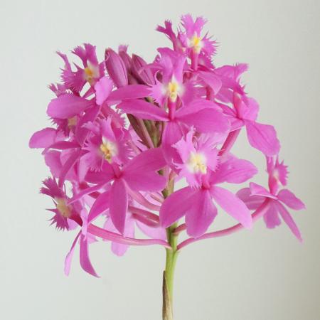 花パピエ ビンカ パシフィカXP シリーズ｜WEBカタログ｜未来アグリス株式会社