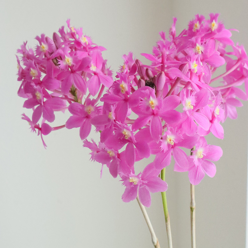 生花】エピデンドラム ピンクボール 50cm程度 JA大井川【FJ】 - 花材