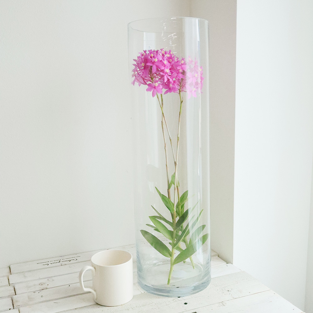 生花】エピデンドラム ピンクボール 50cm程度 JA大井川【FJ】 - 花材