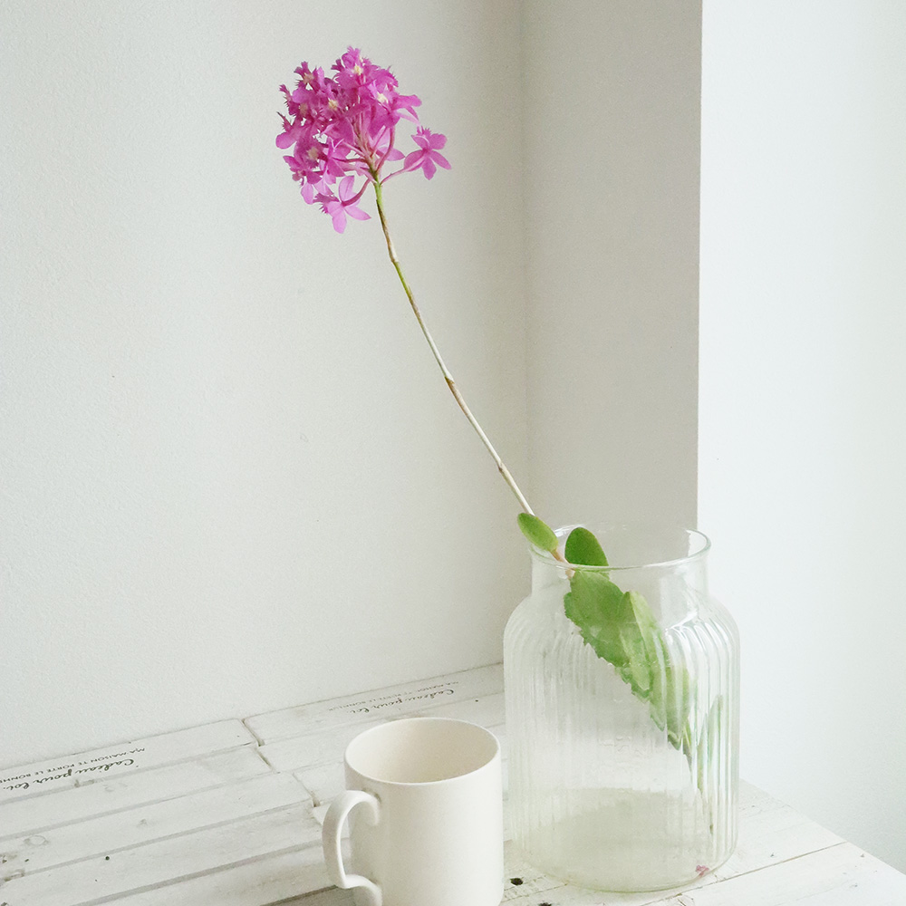 生花】エピデンドラム ピンクボール 50cm程度 JA大井川【FJ】 - 花材