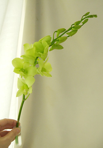 生花】デンファレ フローレンス(G/リップグリーン)M - 花材通販