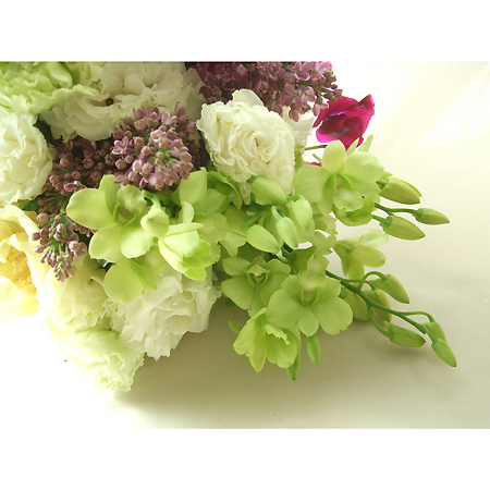 生花】デンファレ フローレンス(G/リップグリーン)M - 花材通販