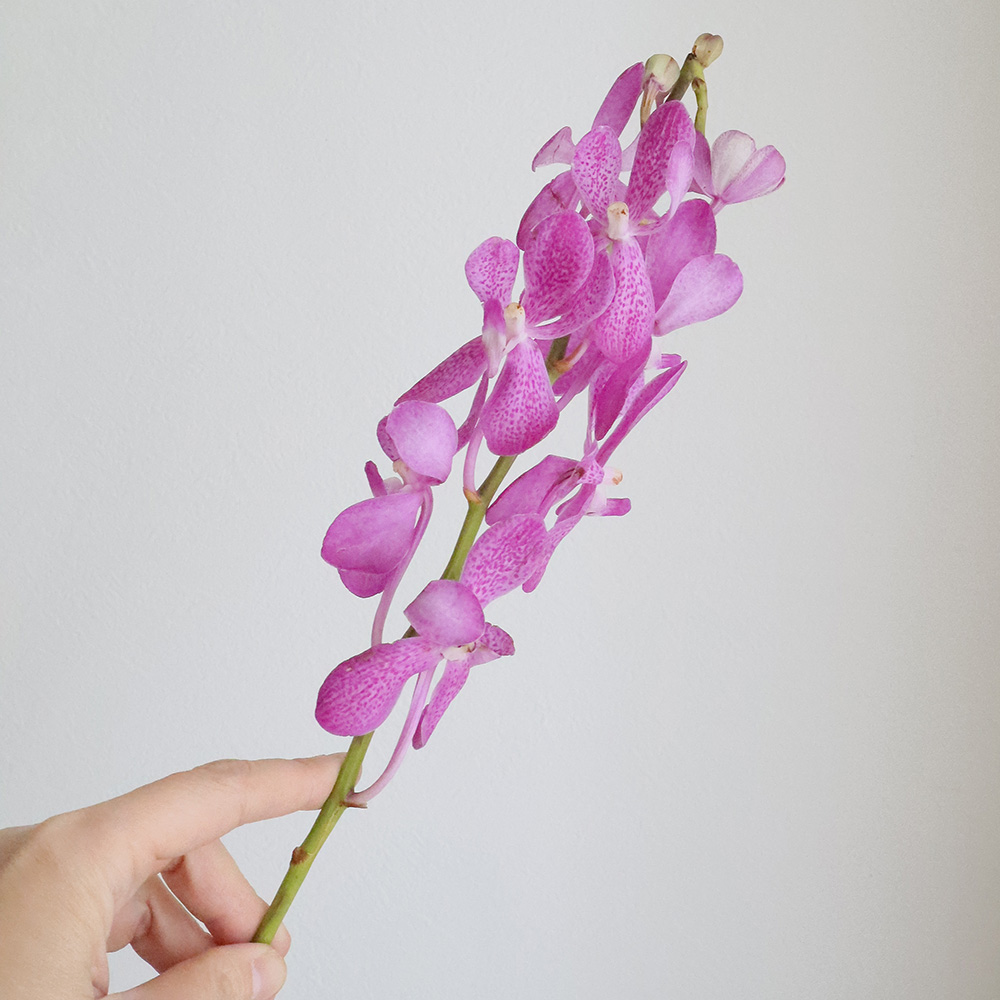 08直前!!】モカラ レックピンク(ピンク/丸弁/ドット)【生花】 - 花材